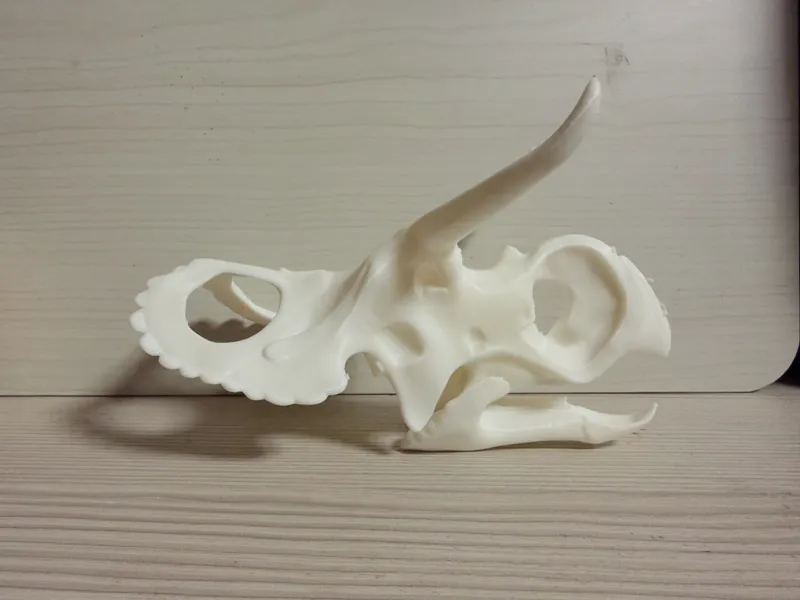 Nasutoceratops Skull