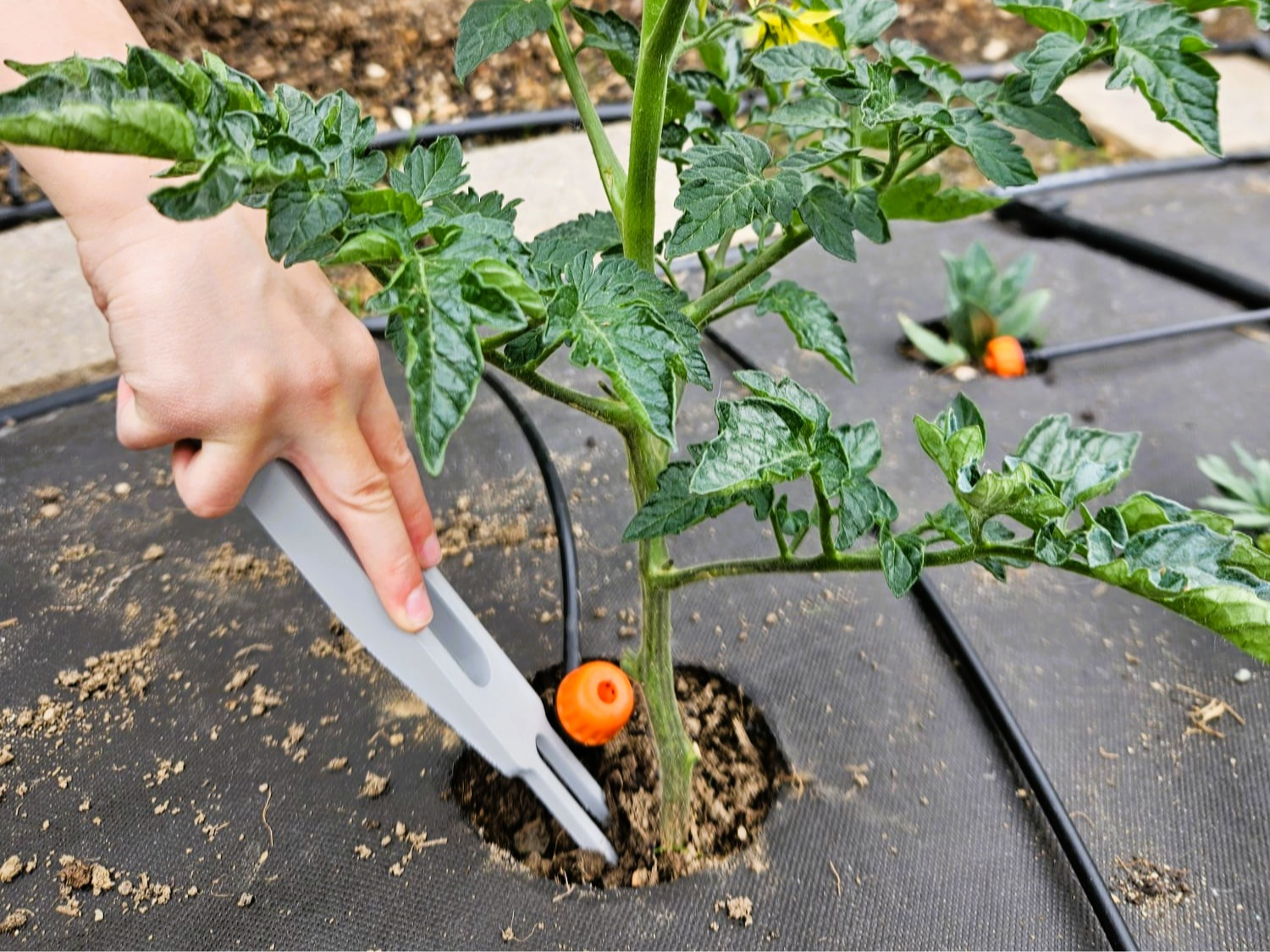 Precision Weeder | Tools for your vegetable garden