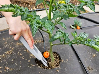 Precision Weeder | Tools for your vegetable garden