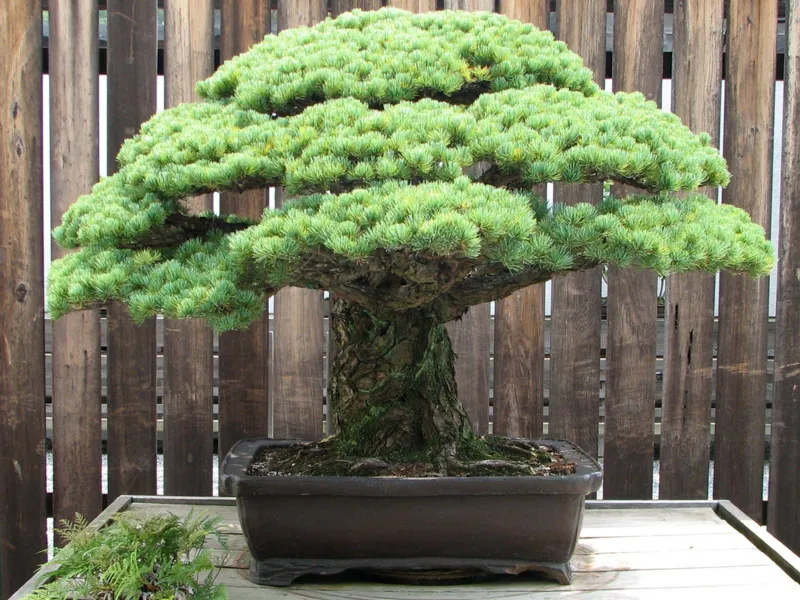 bonsia