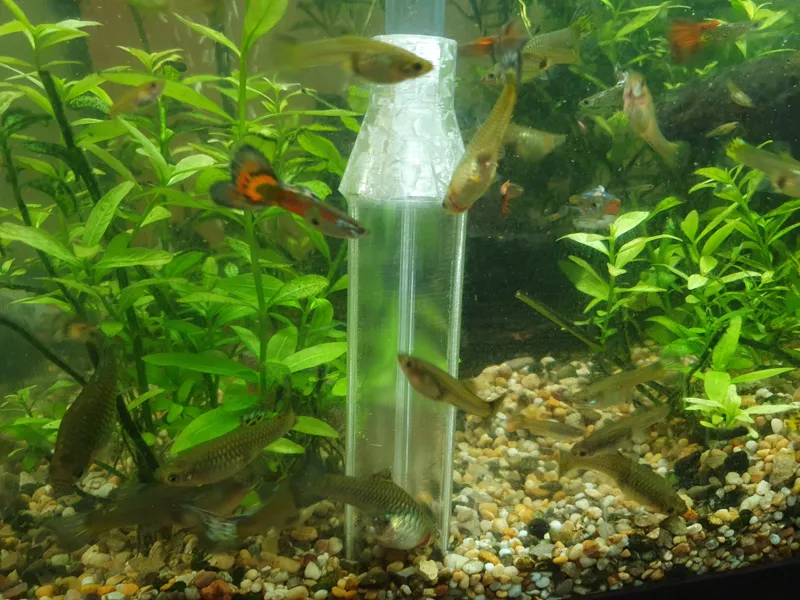 Aquarium gravel cleaner vacuum siphon head
