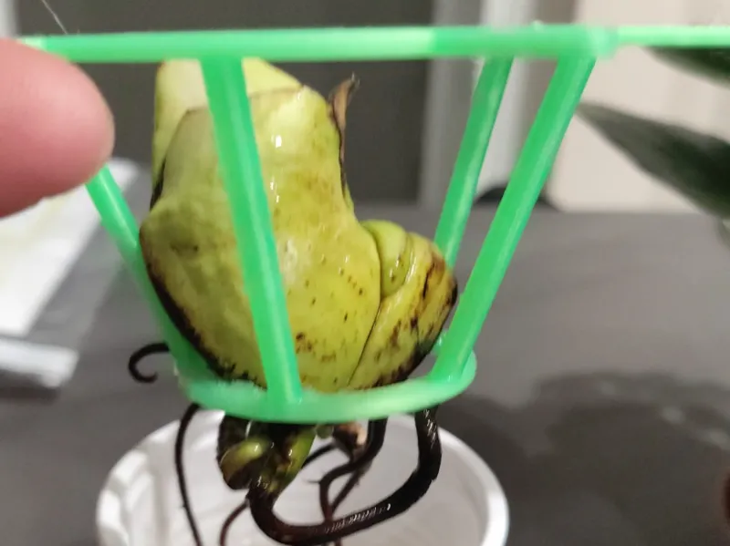 Mango Avocado Germinator Seme 