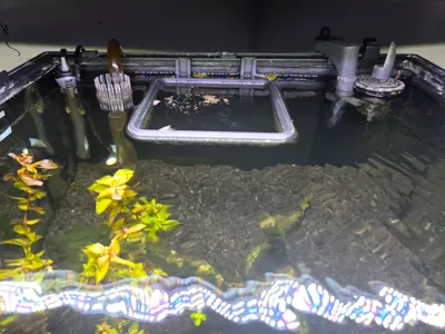 fish feeder ring