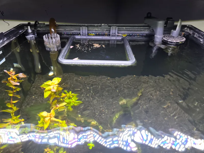 fish feeder ring