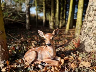 Realistic baby deer model (to fool the neighbors)