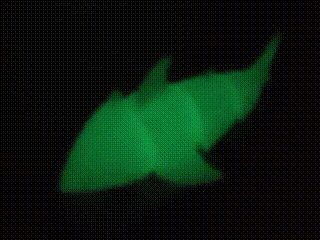 空中游动的鲨鱼Shark swimming in the air
