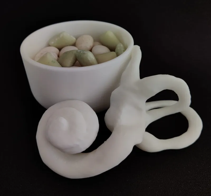 Cochlea cup