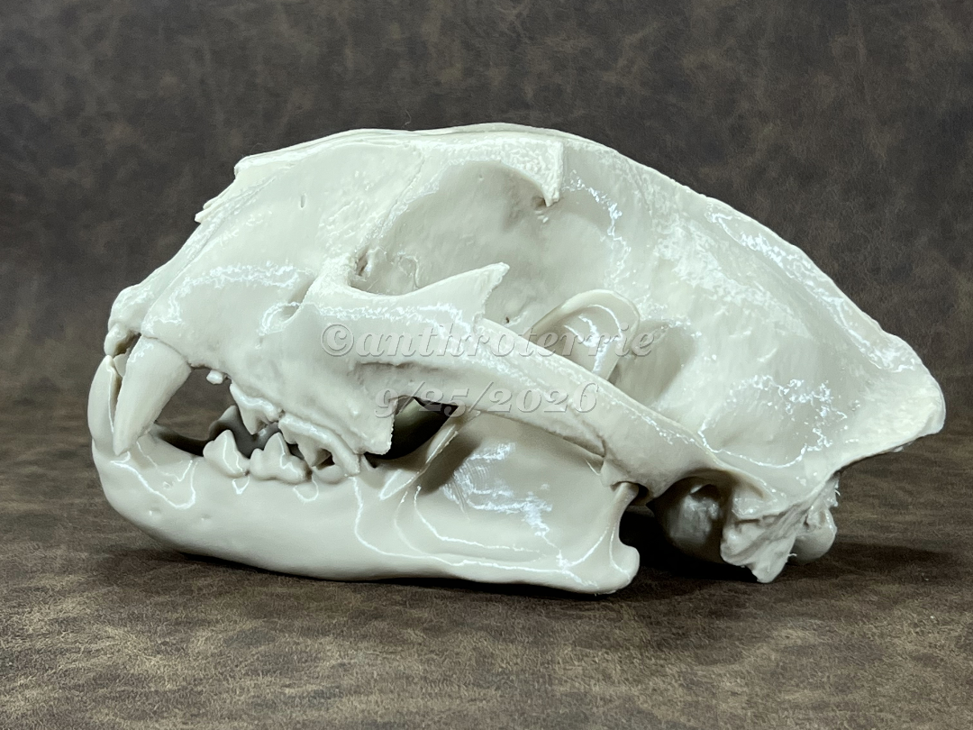 Cougar Cranium and Mandible (Puma concolor) 3D model