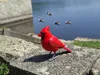 Cardinal - A1