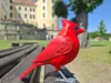 Cardinal - P1S