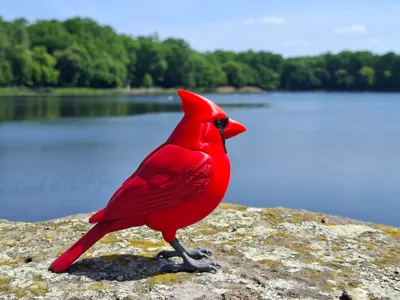 Realistic Life-Size Northern Cardinal Bird