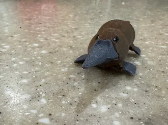 Little Platypus