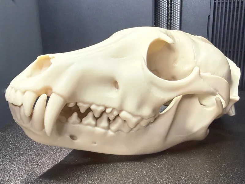 Tasmanian Tiger / Thylacine Skull - Lifesize