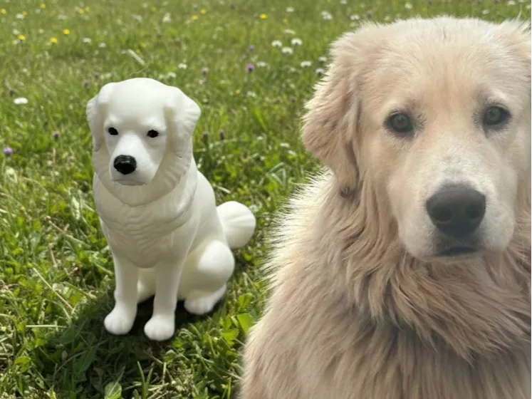 Maremma Sheperd