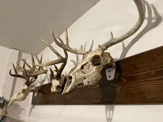 Parametric European Skull Mount 