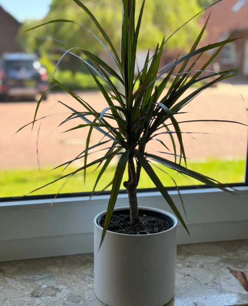 Self Watering Flowerpot inlay - 828/16 panna