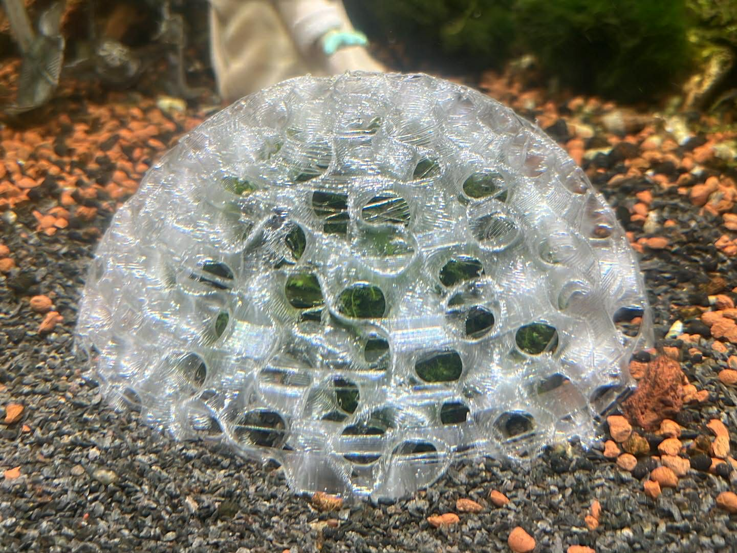 Aquarium Moss Ball Dome – Grow Your Own Moss Ball!