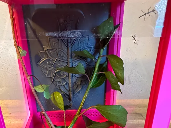 https://makerworld.bblmw.com/makerworld/model/US88c8b7e2c3487e/design/2025-12-31_6d7850e613e788.jpeg