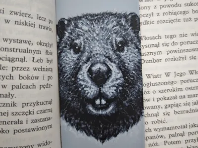 Beaver
