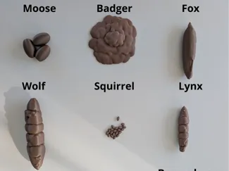 Swedish animals droppings