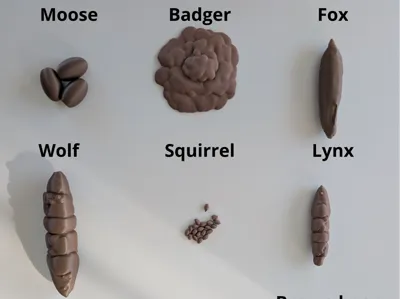 Swedish animals droppings