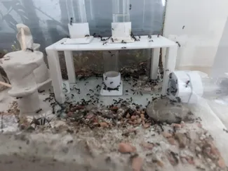 Ant Playground Table!