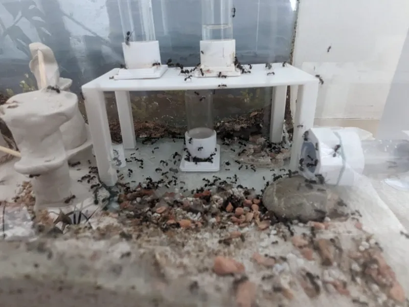 Ant Playground Table!