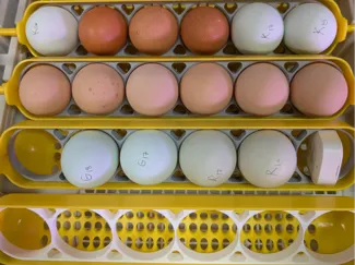 Maticoopx 30 Chicken Egg Tray