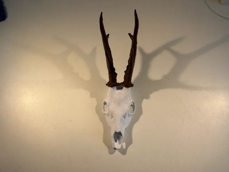 1:1 Roe Deer Skull Scan – Life Size Display Trophy