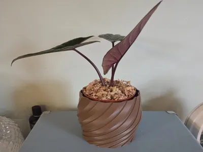 Spiral Planter Pot