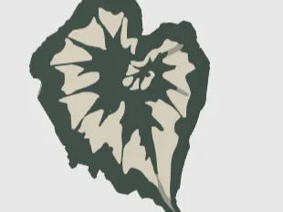 蜗牛秋海棠叶片