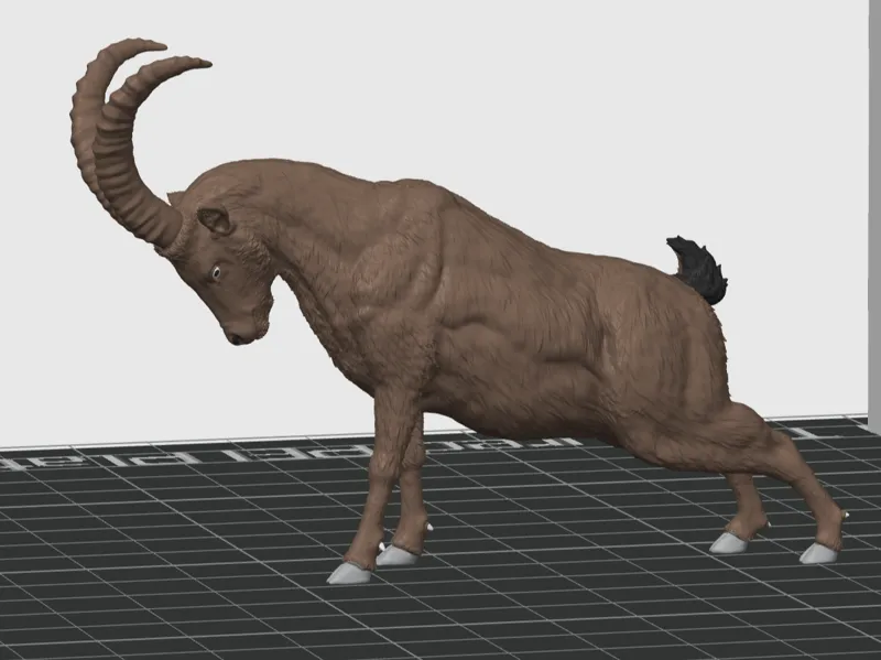 Bouquetin des alpes (ibex)