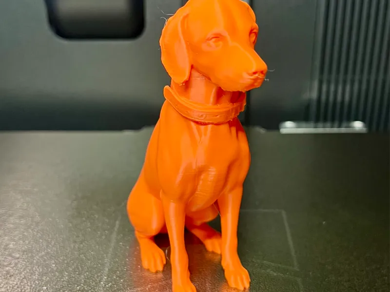 Sitting Hungarian Vizsla