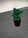 plant