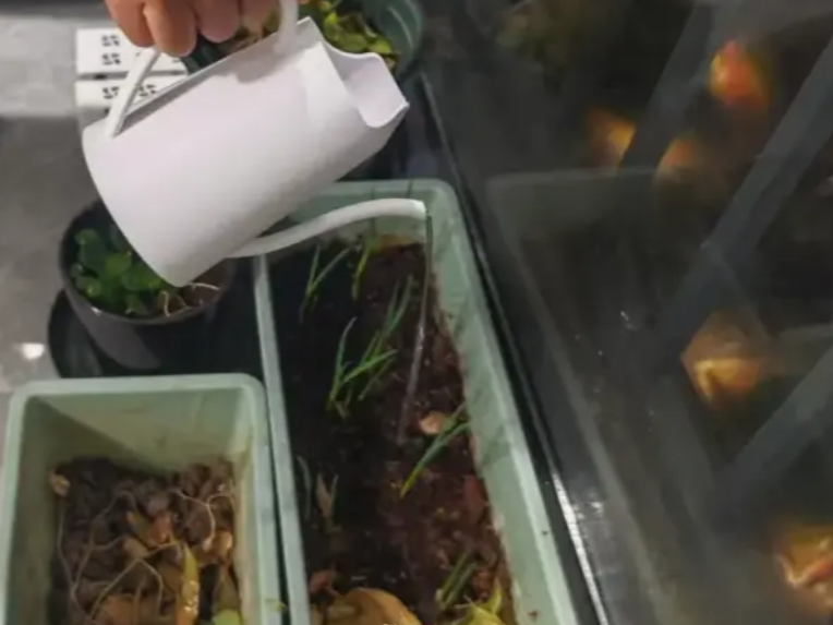 洒水壶