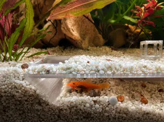 Cueva de acuario peces de fondo | Bottom Fish Cave