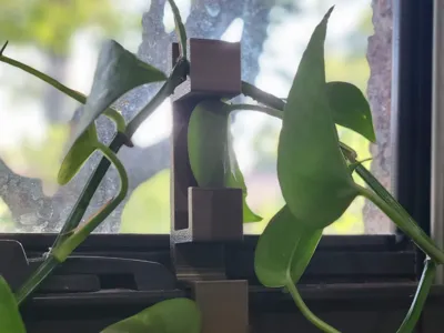 Window Vine Plant Holder