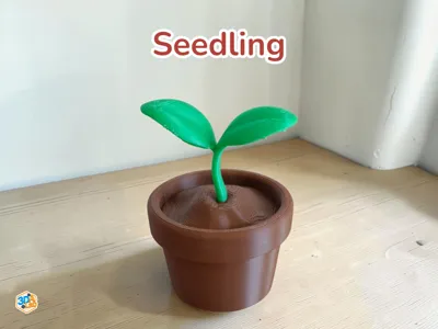Seedling