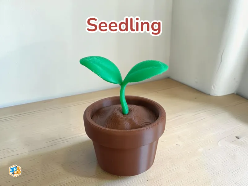 Seedling