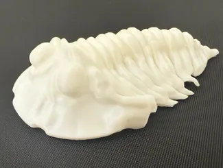 Articulated Calymene Trilobite