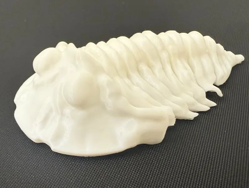 Articulated Calymene Trilobite