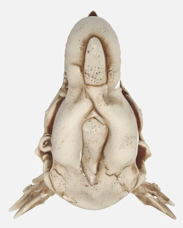 The Last Dragon Skull view 3