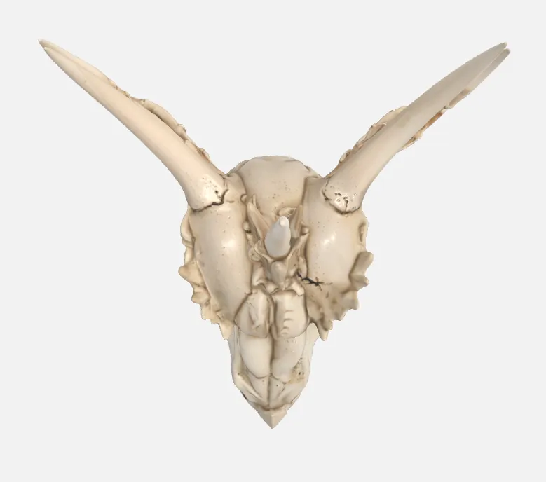 The Last Dragon Skull view 4