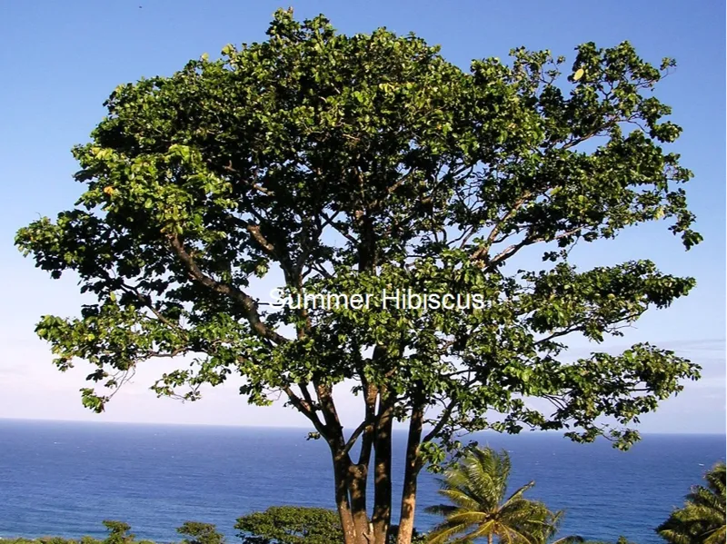 Merbau Tree