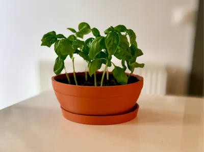 Rounded Terracotta Flower Pot