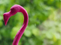 Flamant rose — photo 2