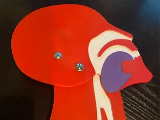 Coupe de tête  Articulé - Formation secourisme 