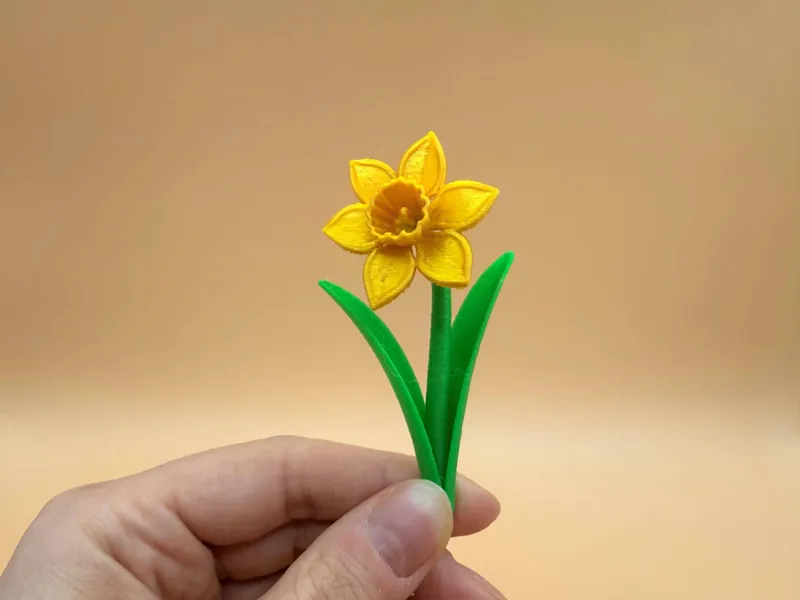 Daffodil Flower