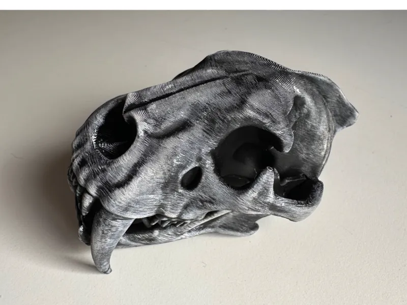 Calavera Tigre Dientes de Sable