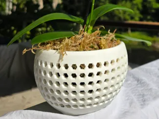 Orchid Pot